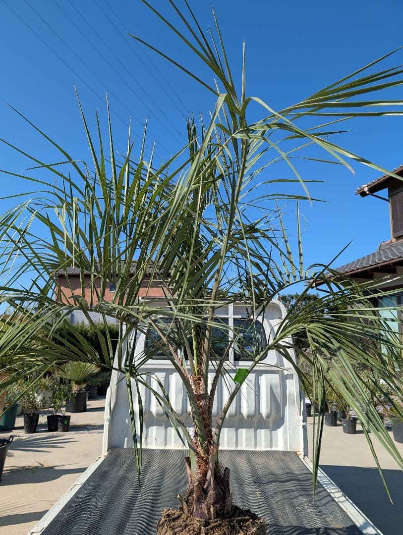 ピ*チ様 【BFセール】ココスヤシ《Lサイズ・H＝約1.8m》205