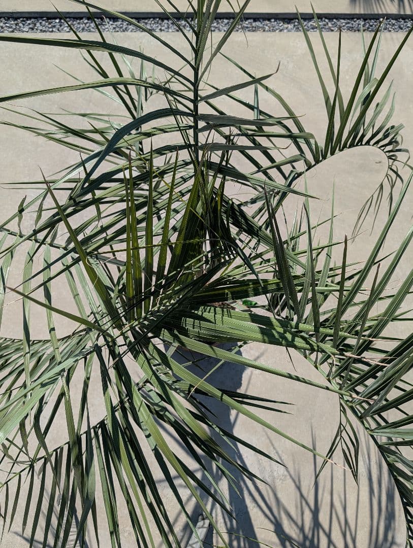 ピ*チ様 【BFセール】ココスヤシ《Lサイズ・H＝約1.8m》205