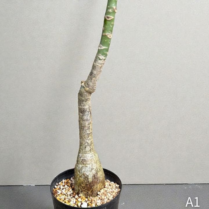 パキラ ミルキーウェイ｜高さ約130cm・6号鉢・A1｜存在感のある