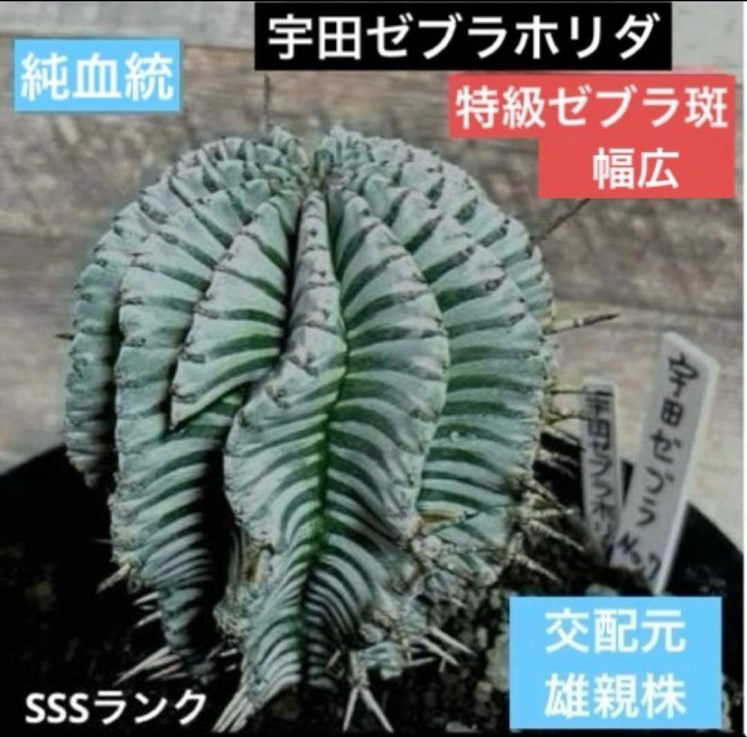 ユ*チ様 ユーフォルビアホリダ 関上No.2ゼブラホリダ×宇田ゼブラホリダ