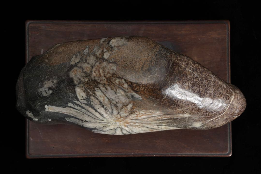 h*o様 菊花石 サバ菊 一輪 紋石 台座付 4.1kg 鑑賞石 自然石 原石