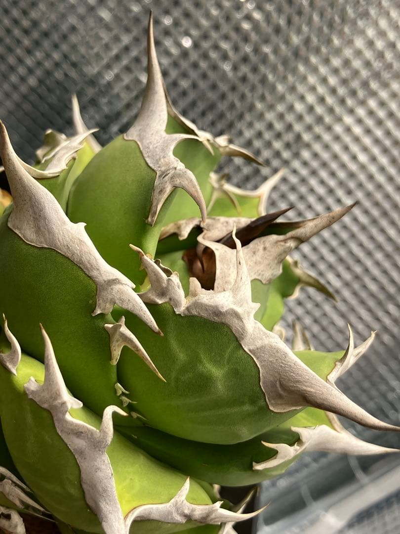 白犀牛　アガベ　中株③