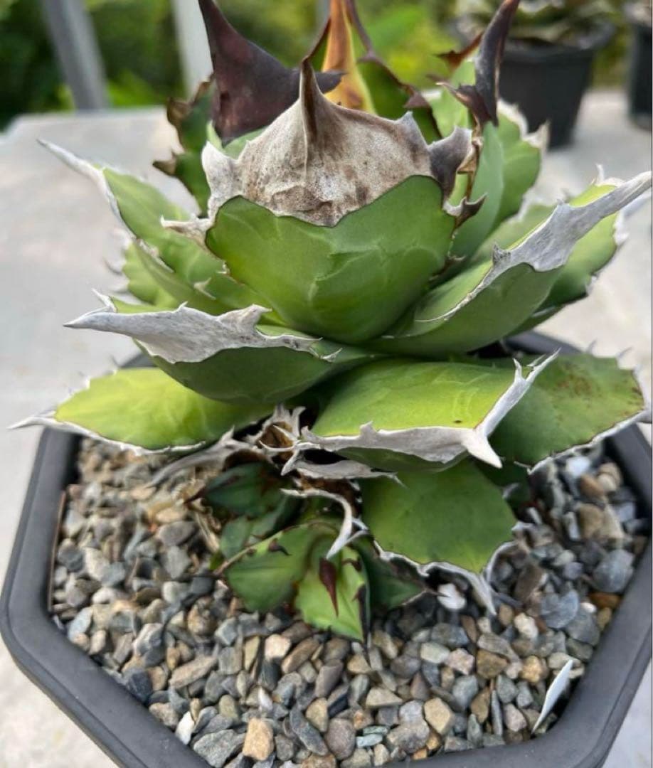 白犀牛　アガベ　中株③