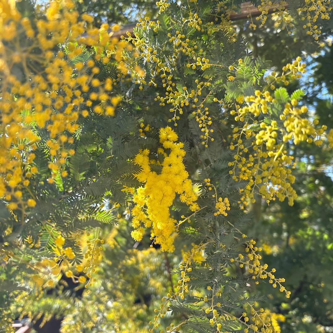 【Yuuさま専用】①フレッシュミモザ　無農薬　100サイズたっぷりお入れします