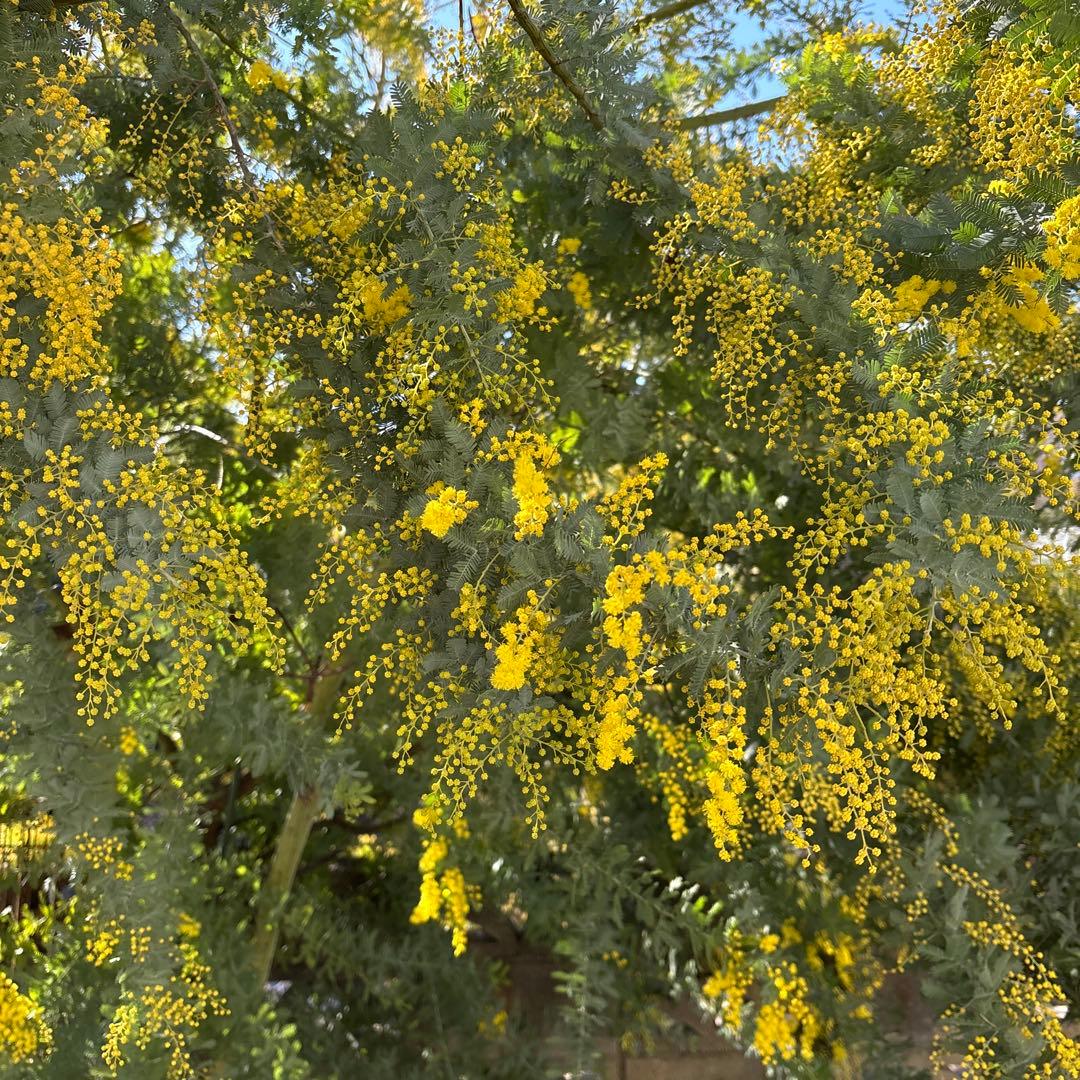 【Yuuさま専用】①フレッシュミモザ　無農薬　100サイズたっぷりお入れします