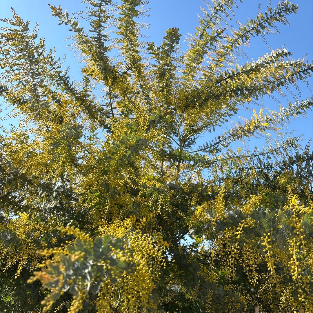 【Yuuさま専用】①フレッシュミモザ　無農薬　100サイズたっぷりお入れします