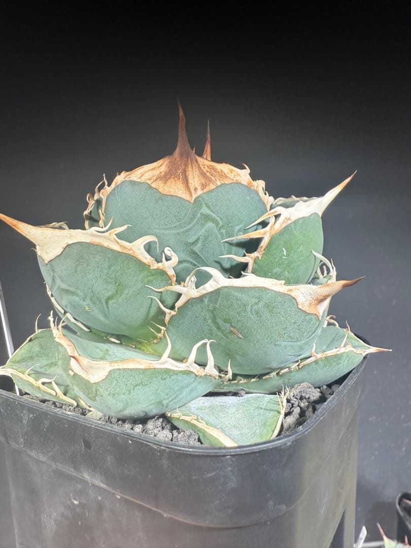 アガベ　オテロイ　実生　コレクション株　子株