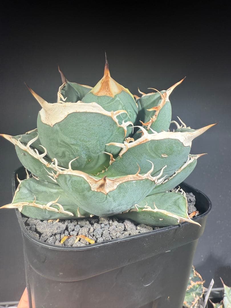 アガベ　オテロイ　実生　コレクション株　子株