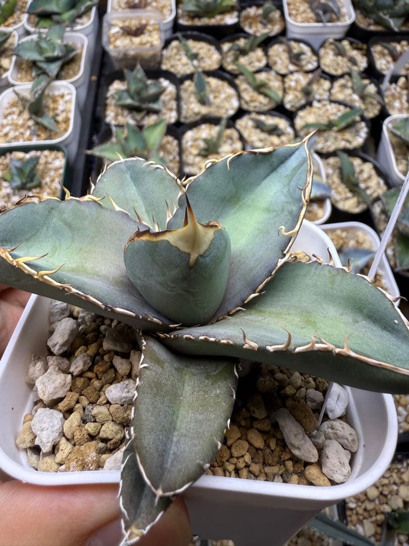 アガベ　オテロイ　実生　コレクション株　子株