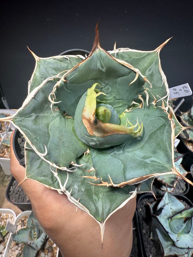 アガベ　オテロイ　実生　コレクション株　子株