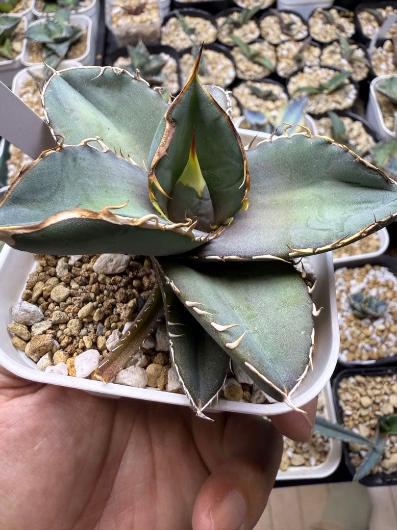 アガベ　オテロイ　実生　コレクション株　子株