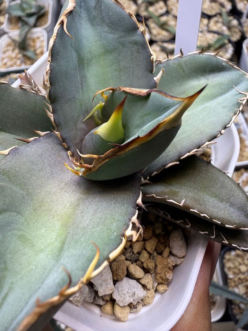 アガベ　オテロイ　実生　コレクション株　子株