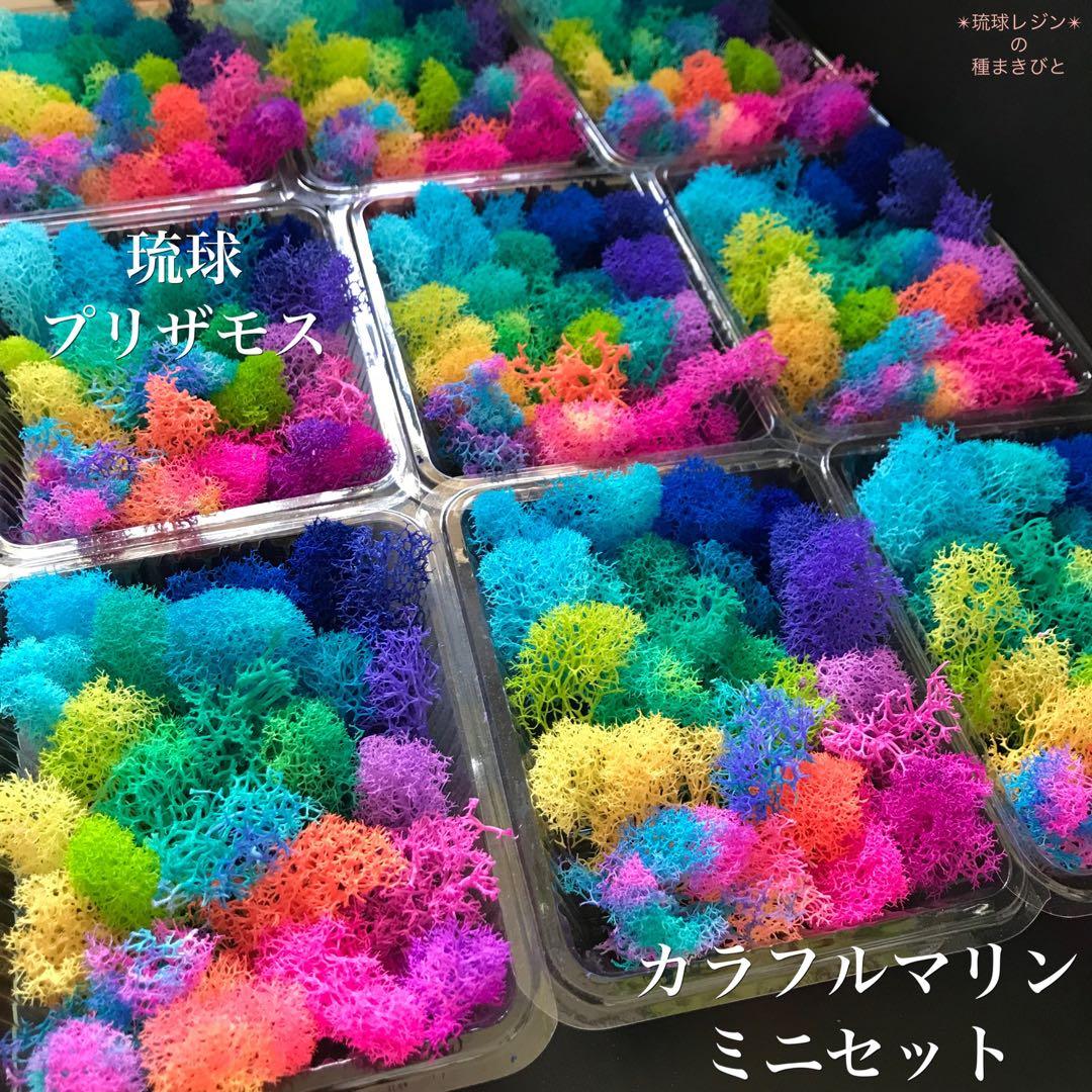 【琉球プリザモス】カラフル マリン ミニセット フィンランドモス