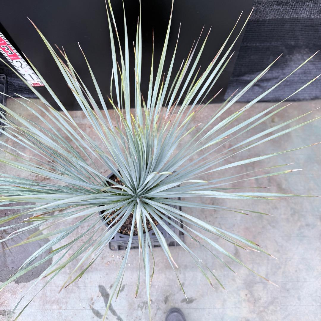 AL1211】ユッカ ロストラータ ランチョブルー ダブルヘッド - メルカリ