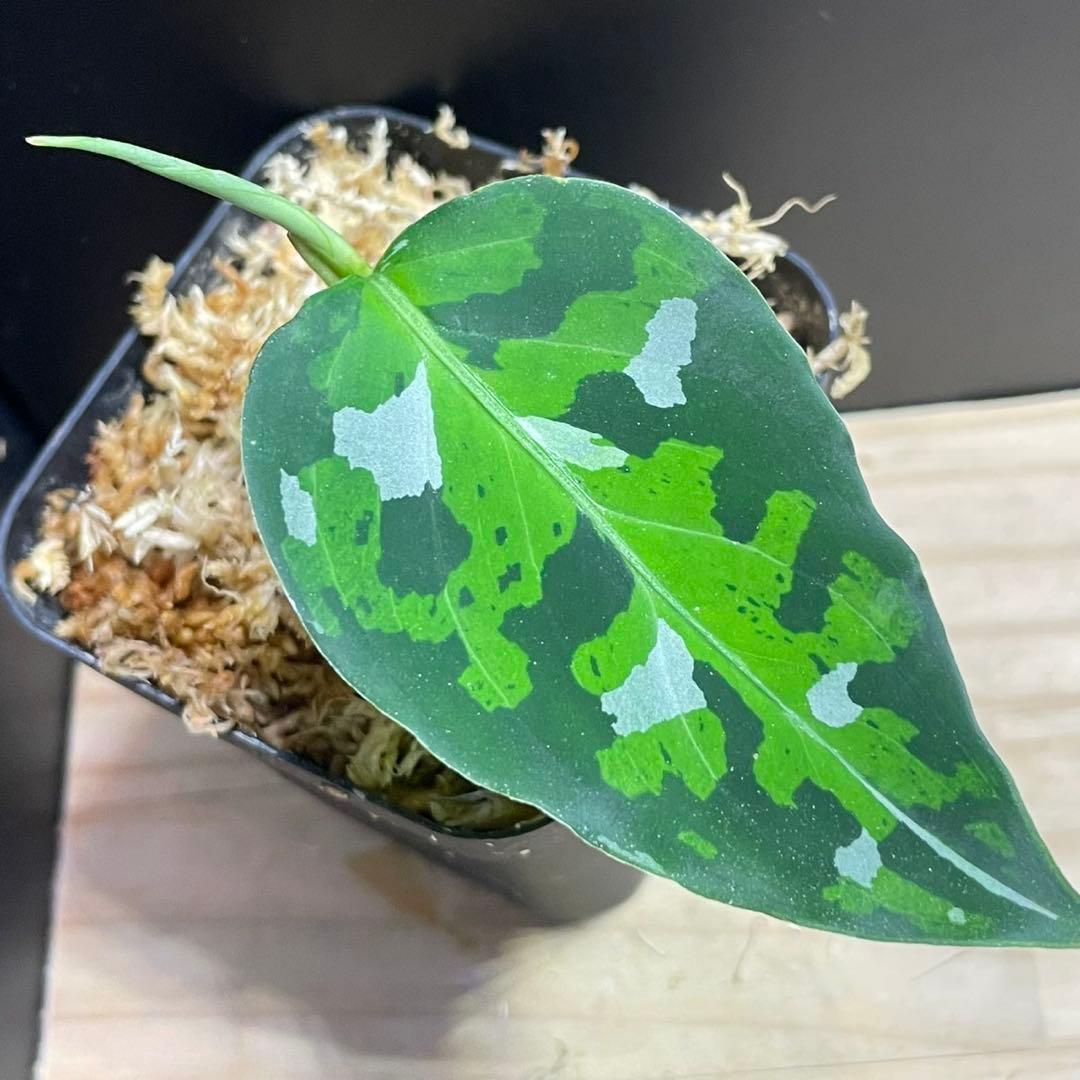 E*.様 アグラオネマ ピクタム トリカラー Andaman ポートブレア北部地