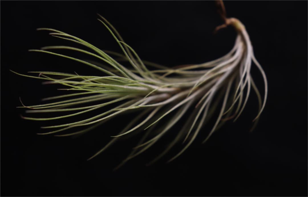 ＊Instagram開設記念＊　超希少品種　ドミンゴズ　フンキアナ　チランジア