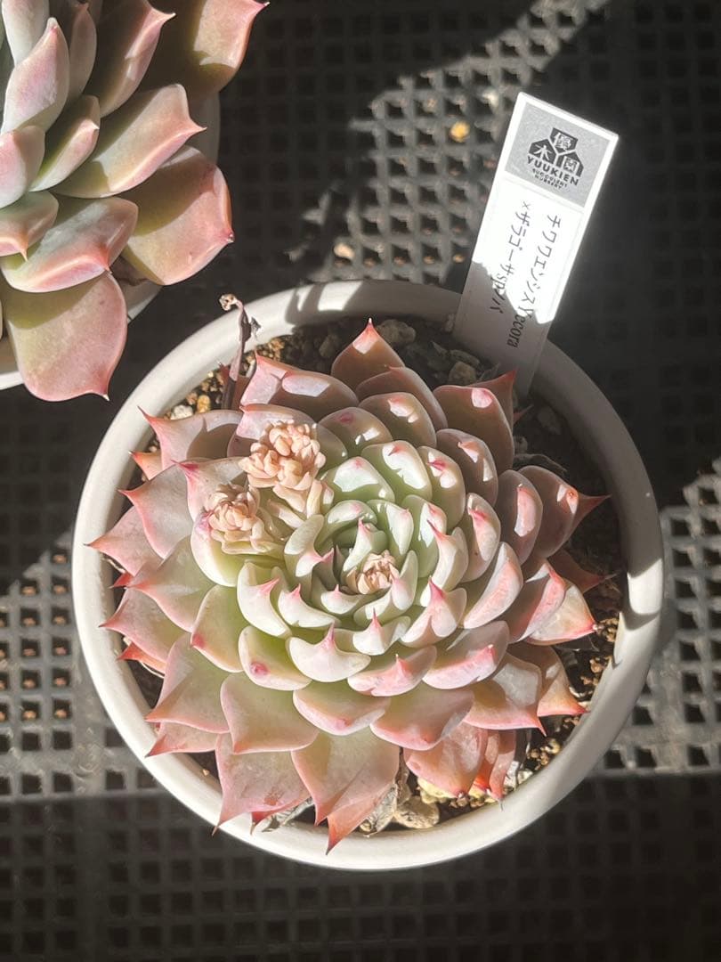 札付き 優木園さん苗 実生家さん苗 エケベリア 多肉植物 メルカリ便