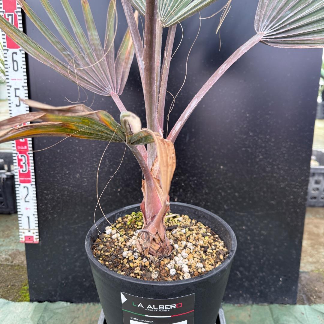 ゆ*ん様 【AL1119】ビスマルキア　ノビリス　シルバー