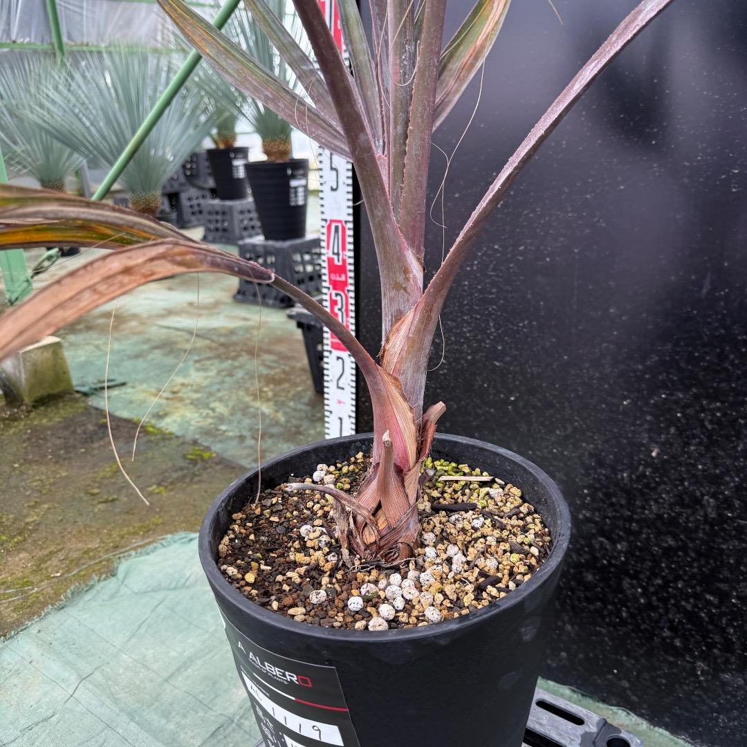 ゆ*ん様 【AL1119】ビスマルキア　ノビリス　シルバー