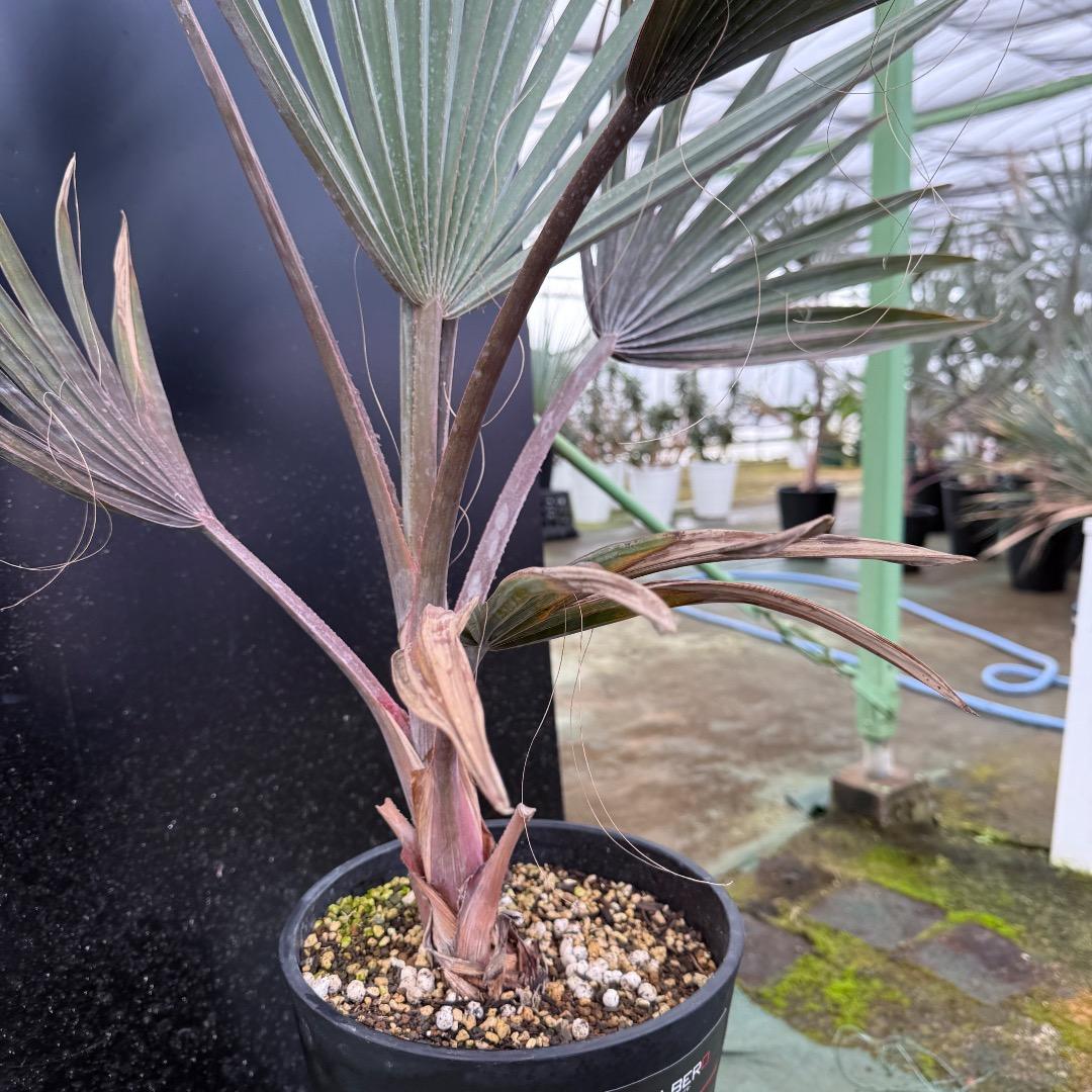 ゆ*ん様 【AL1119】ビスマルキア　ノビリス　シルバー