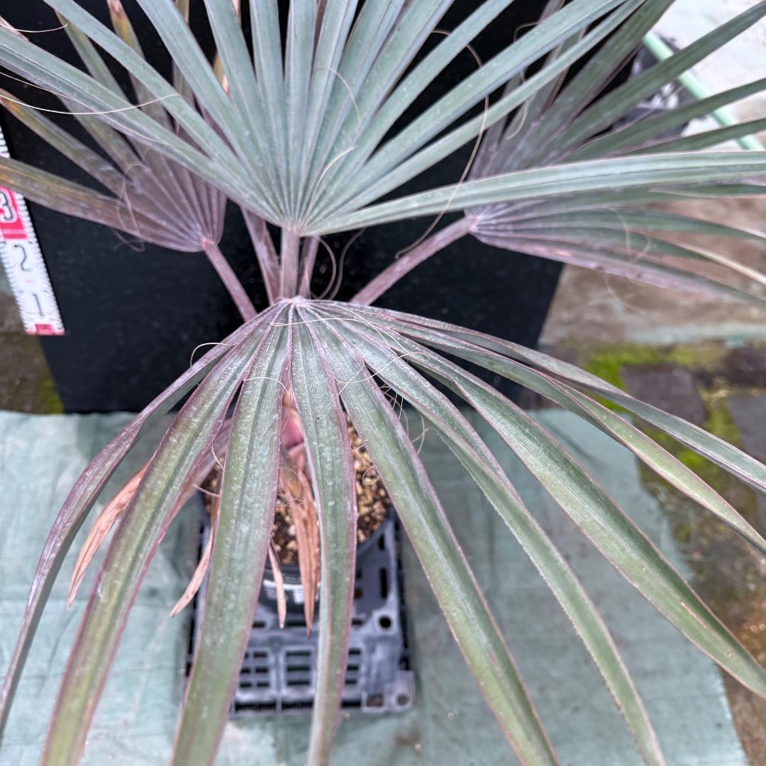 ゆ*ん様 【AL1119】ビスマルキア　ノビリス　シルバー