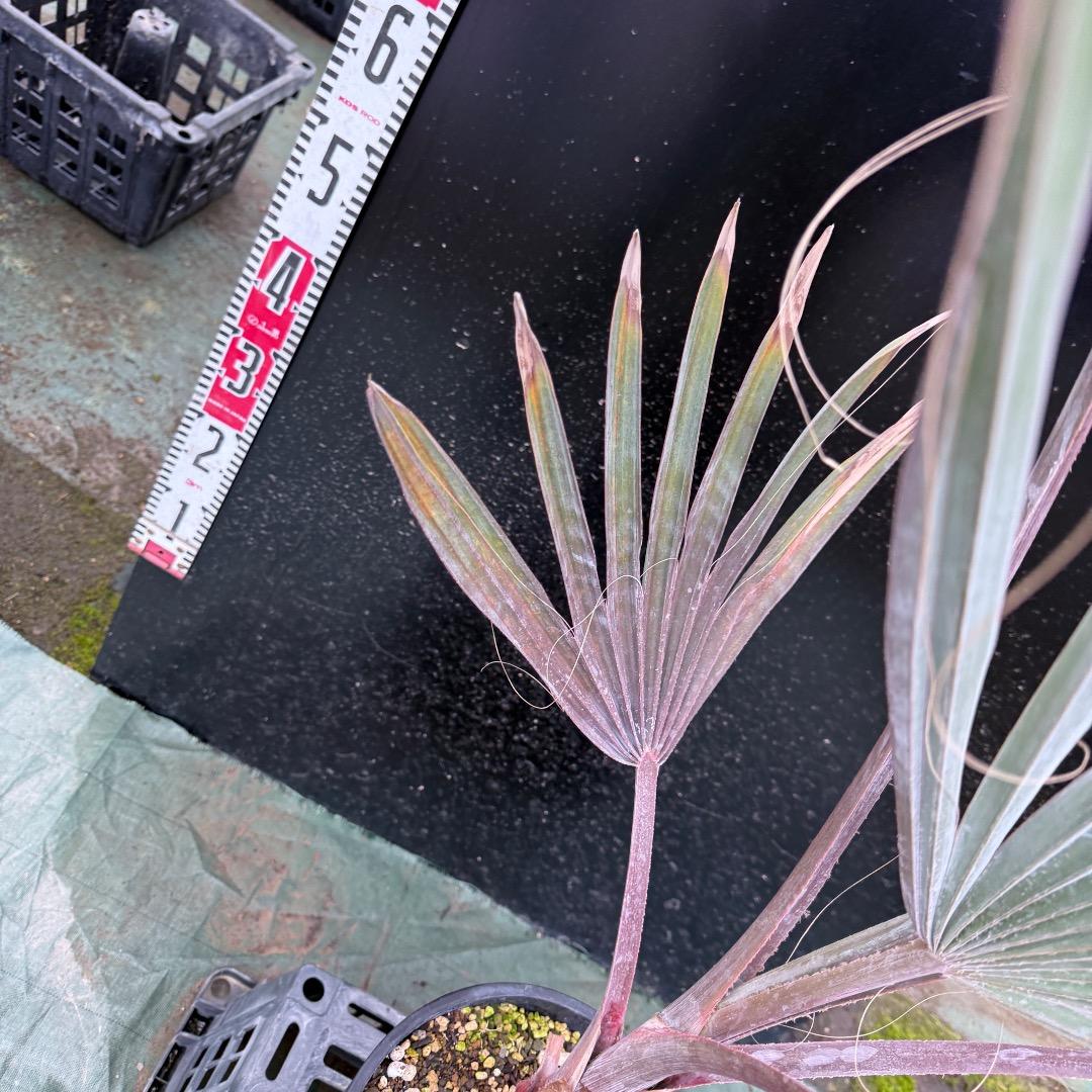 ゆ*ん様 【AL1119】ビスマルキア　ノビリス　シルバー