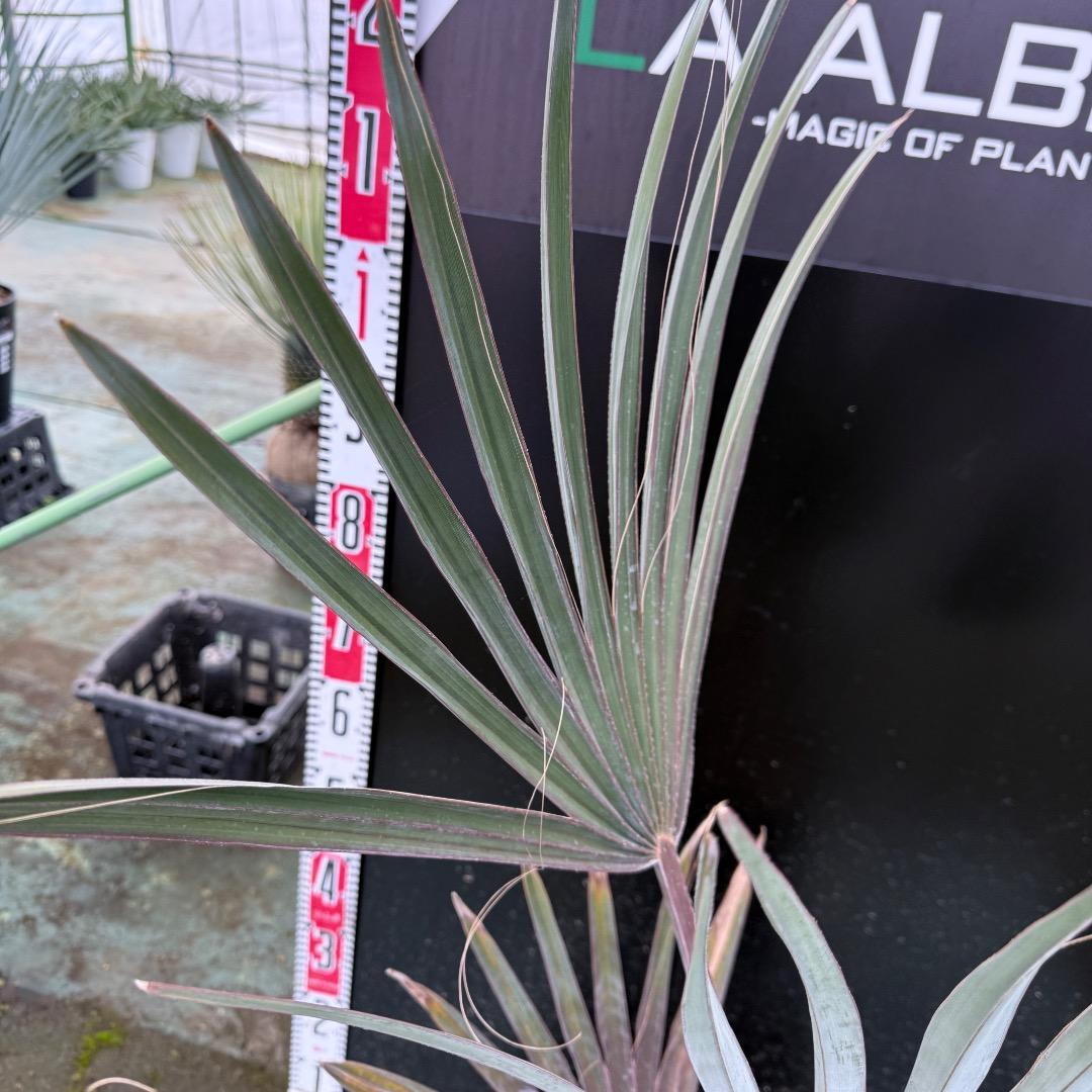 ゆ*ん様 【AL1119】ビスマルキア　ノビリス　シルバー