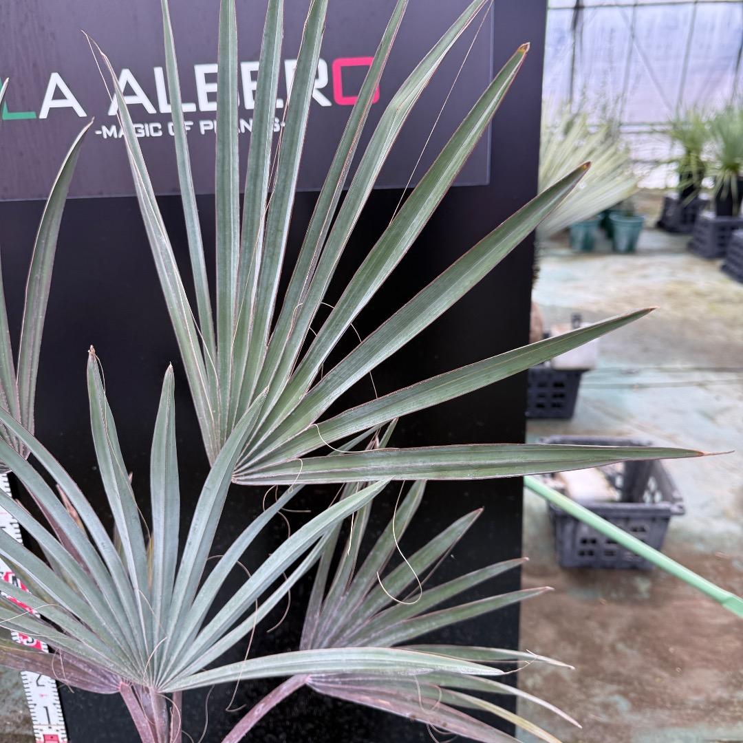 ゆ*ん様 【AL1119】ビスマルキア　ノビリス　シルバー