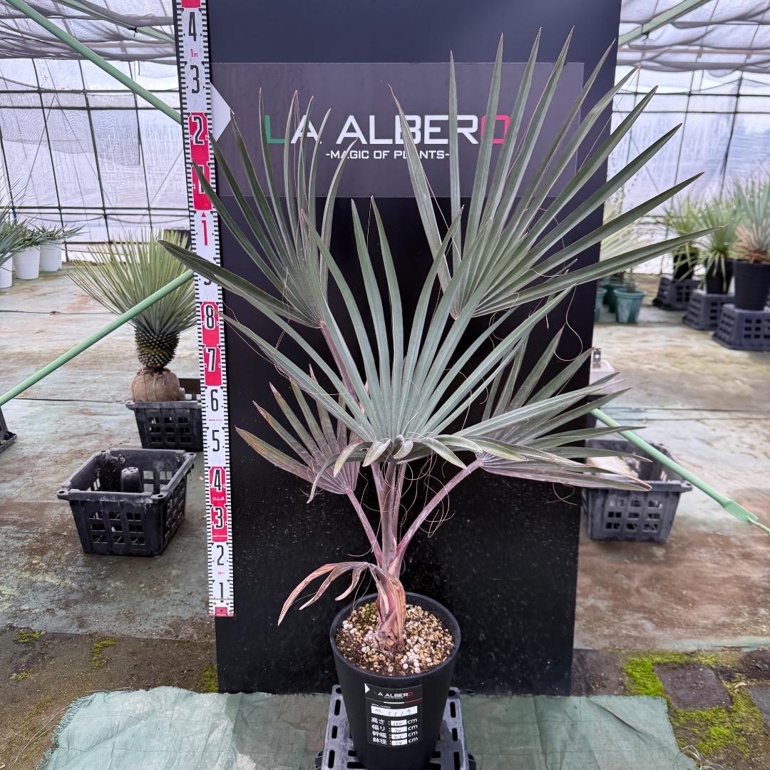 ゆ*ん様 【AL1119】ビスマルキア　ノビリス　シルバー