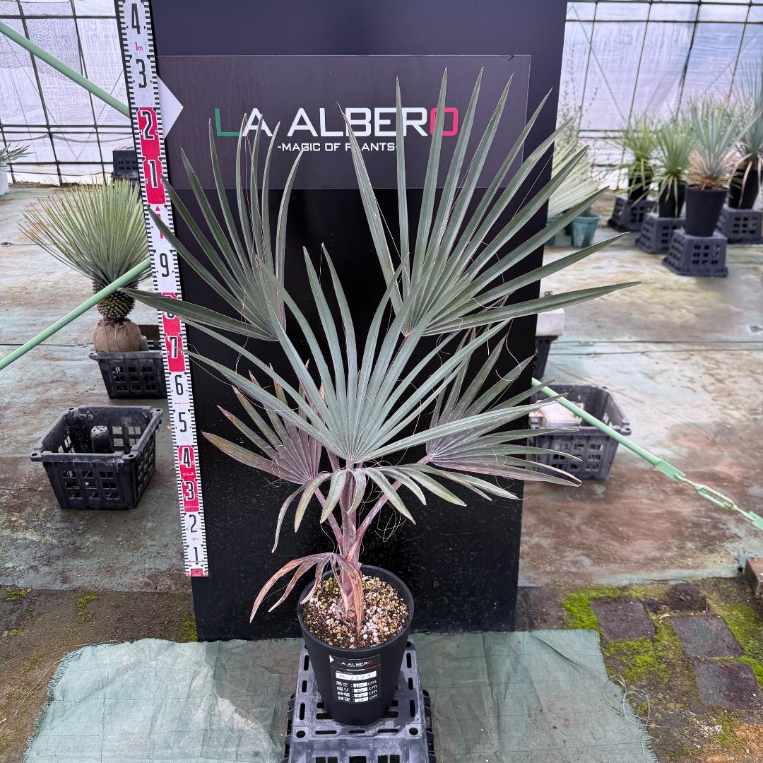 ゆ*ん様 【AL1119】ビスマルキア　ノビリス　シルバー