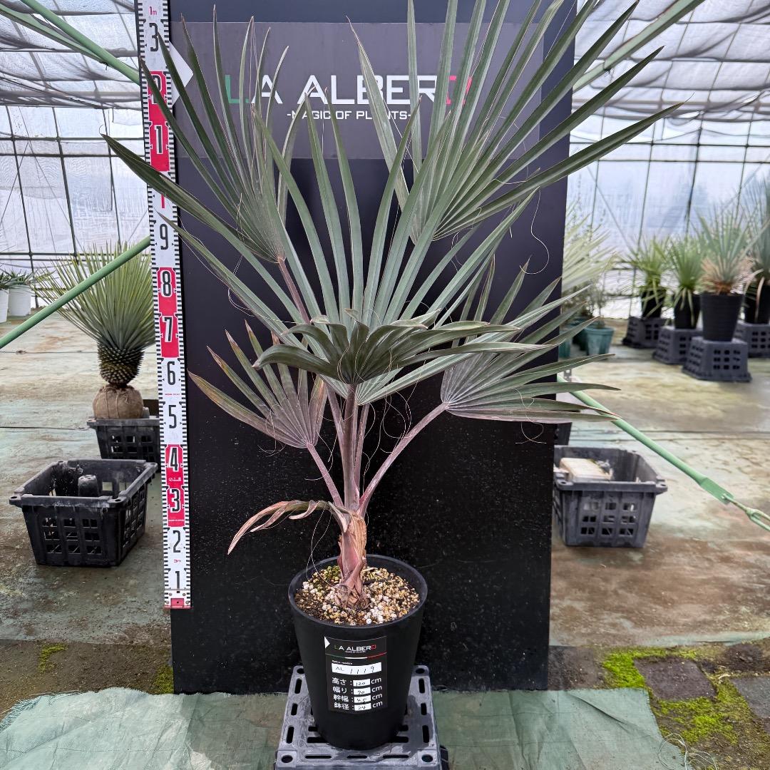 ゆ*ん様 【AL1119】ビスマルキア　ノビリス　シルバー