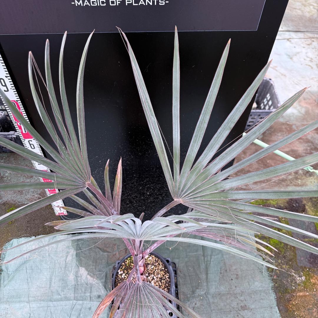 ゆ*ん様 【AL1119】ビスマルキア　ノビリス　シルバー