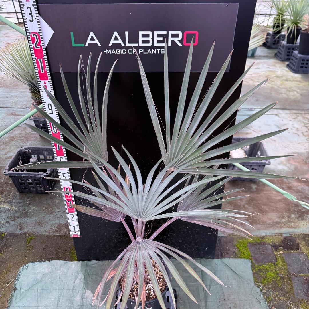 ゆ*ん様 【AL1119】ビスマルキア　ノビリス　シルバー