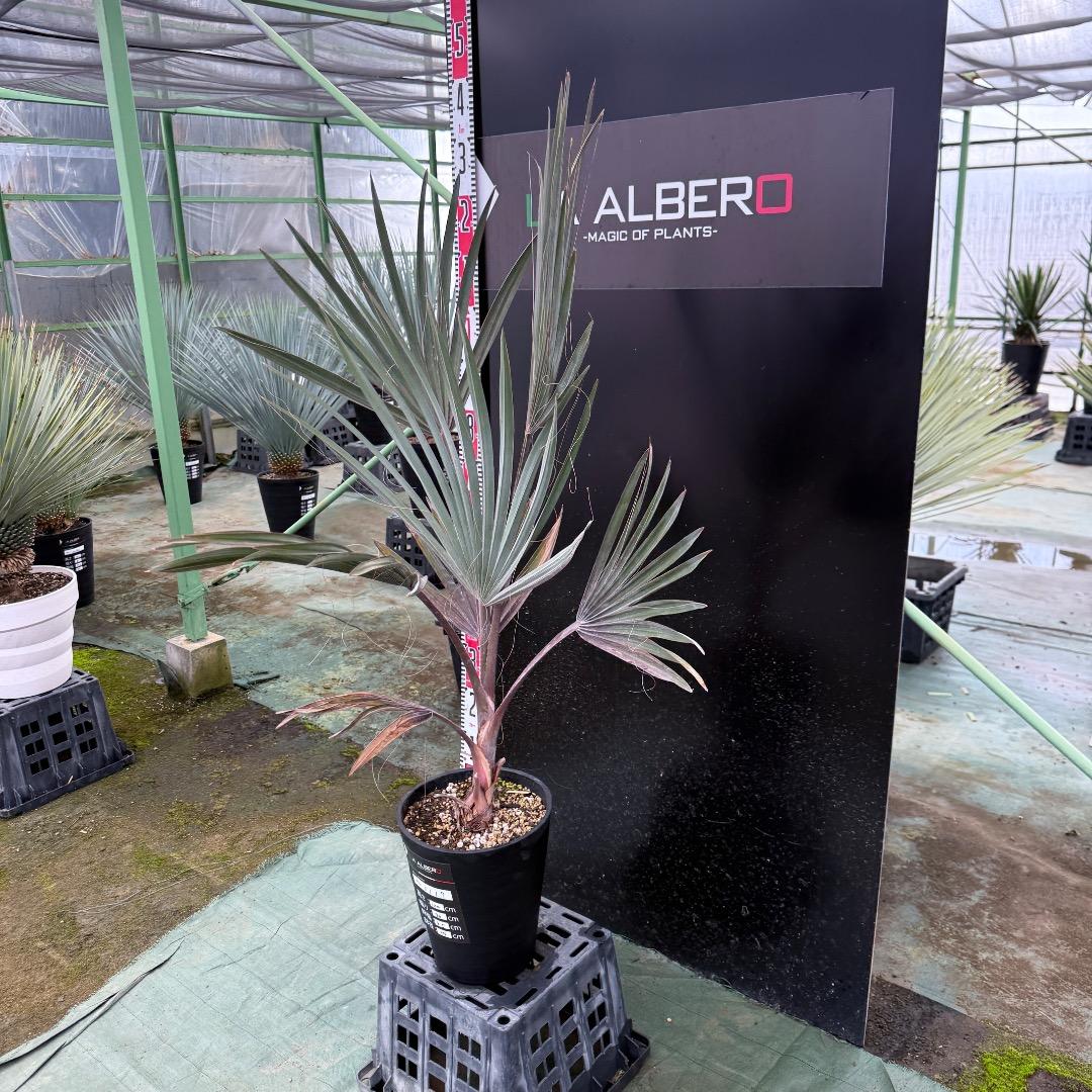 ゆ*ん様 【AL1119】ビスマルキア　ノビリス　シルバー