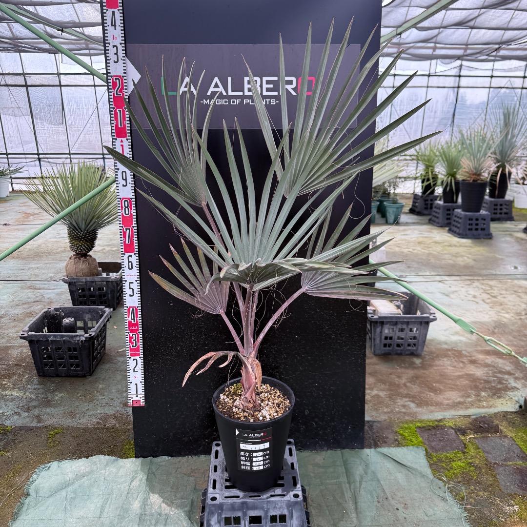 ゆ*ん様 【AL1119】ビスマルキア　ノビリス　シルバー