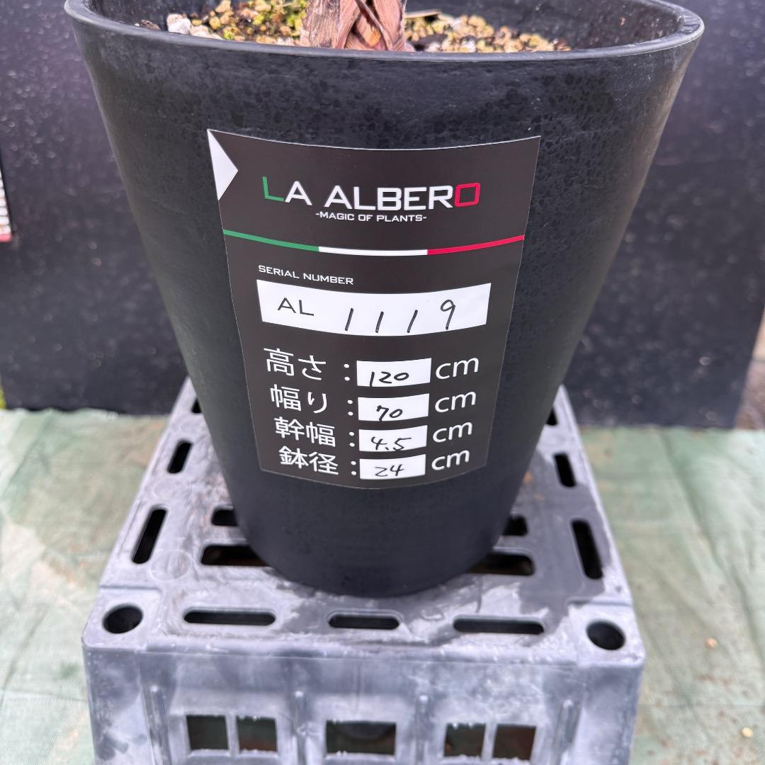 ゆ*ん様 【AL1119】ビスマルキア　ノビリス　シルバー