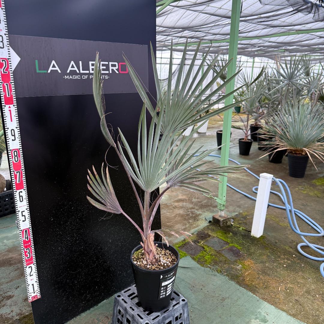 ゆ*ん様 【AL1119】ビスマルキア　ノビリス　シルバー