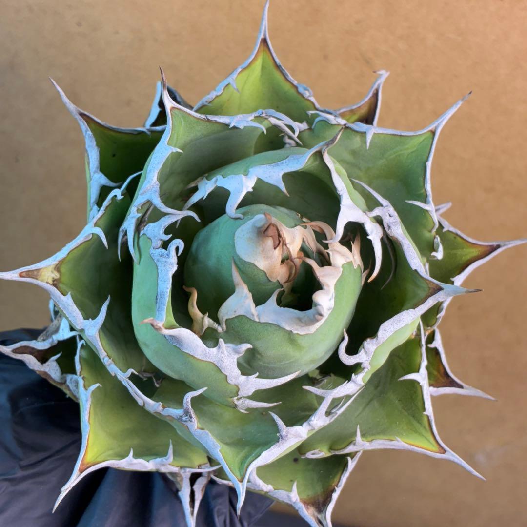 アガベ チタノタ 076 優良血統 極上強棘 超特選株 - メルカリ