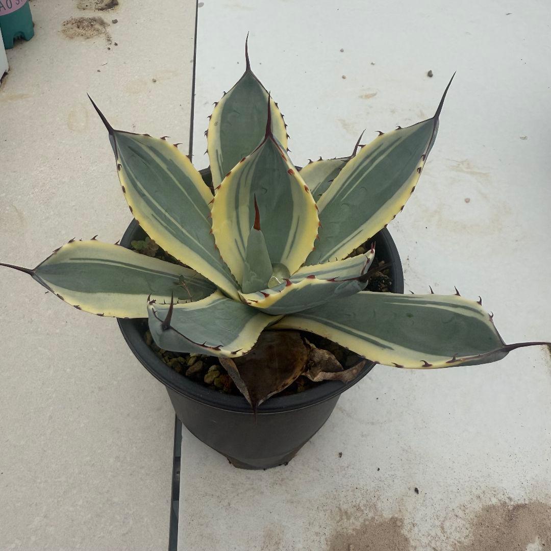 アガベ パリー トルンカータオリザバ Agave