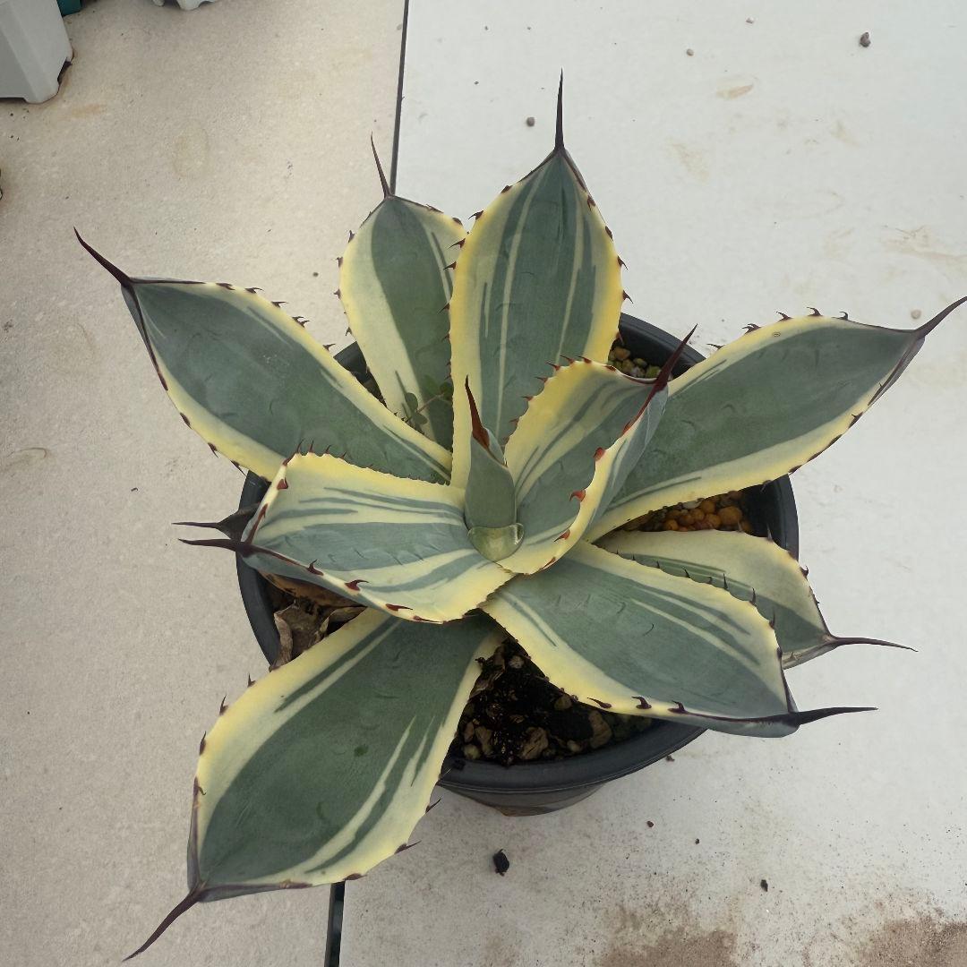 アガベ パリー トルンカータオリザバ Agave