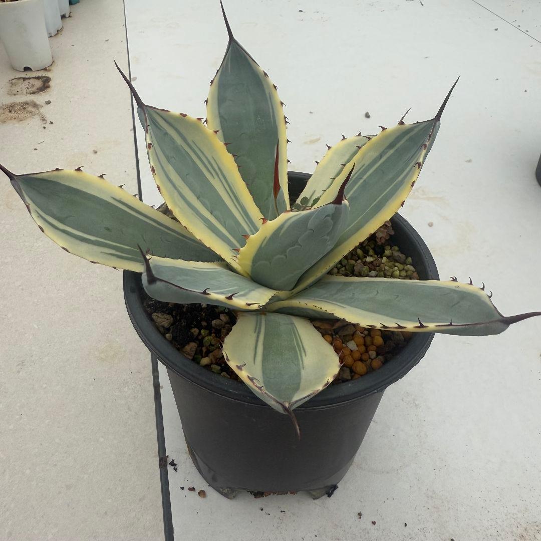 アガベ パリー トルンカータオリザバ Agave