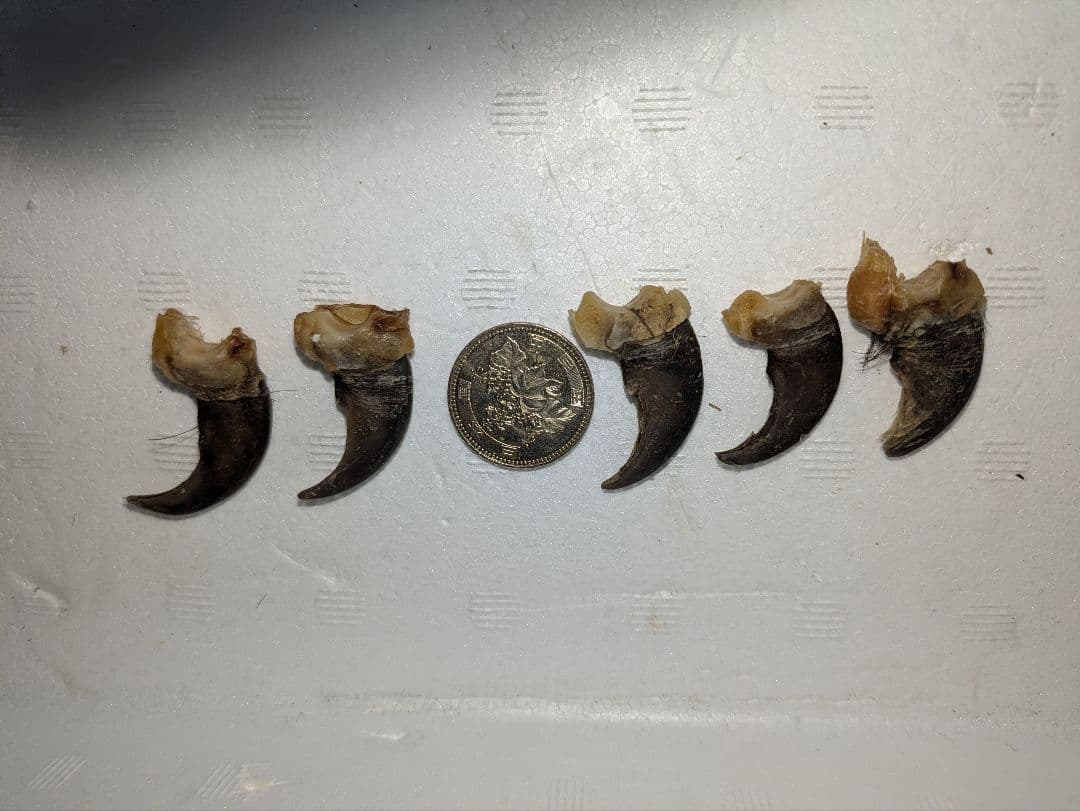 クマ爪ハンドメイド用