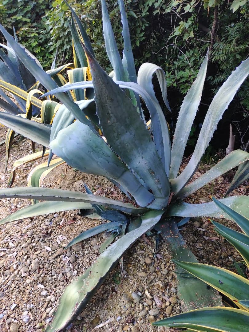 アガベ アメリカーナ 大株 大型 2の通販はau PAY マーケット - 輸入