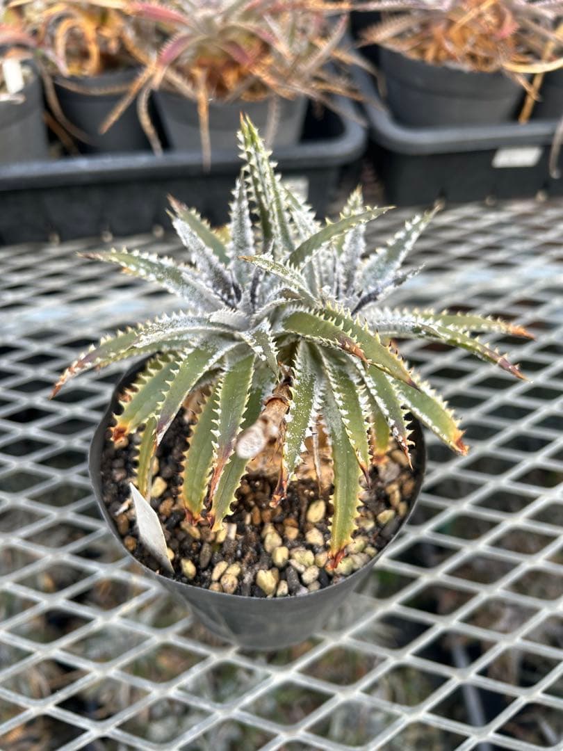 DBディッキア Dyckia Bill Baker hyb #216 ⑴