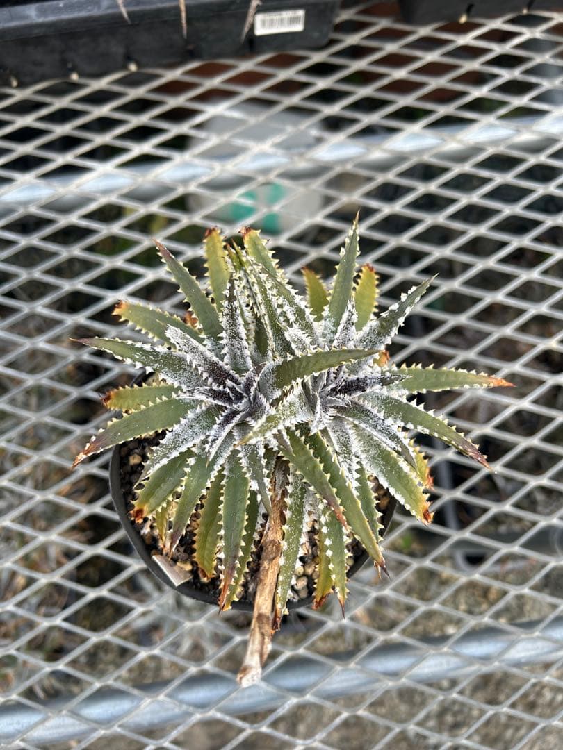 DBディッキア Dyckia Bill Baker hyb #216 ⑴