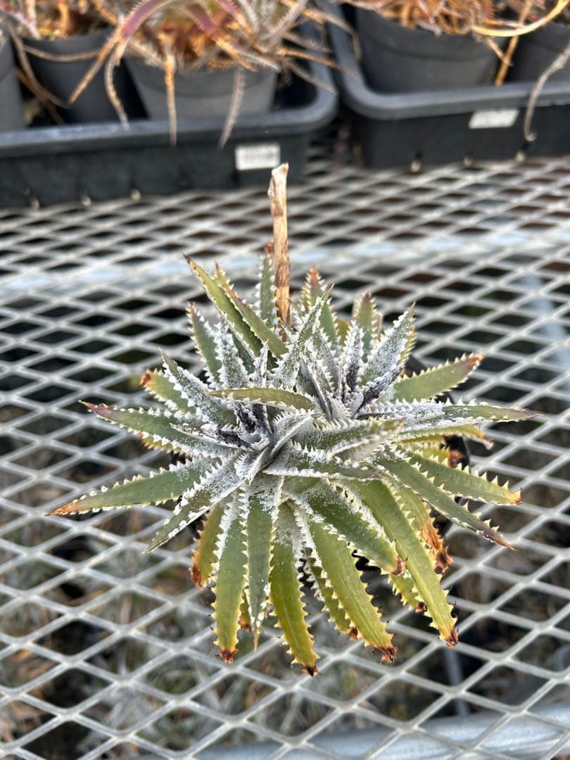 DBディッキア Dyckia Bill Baker hyb #216 ⑴