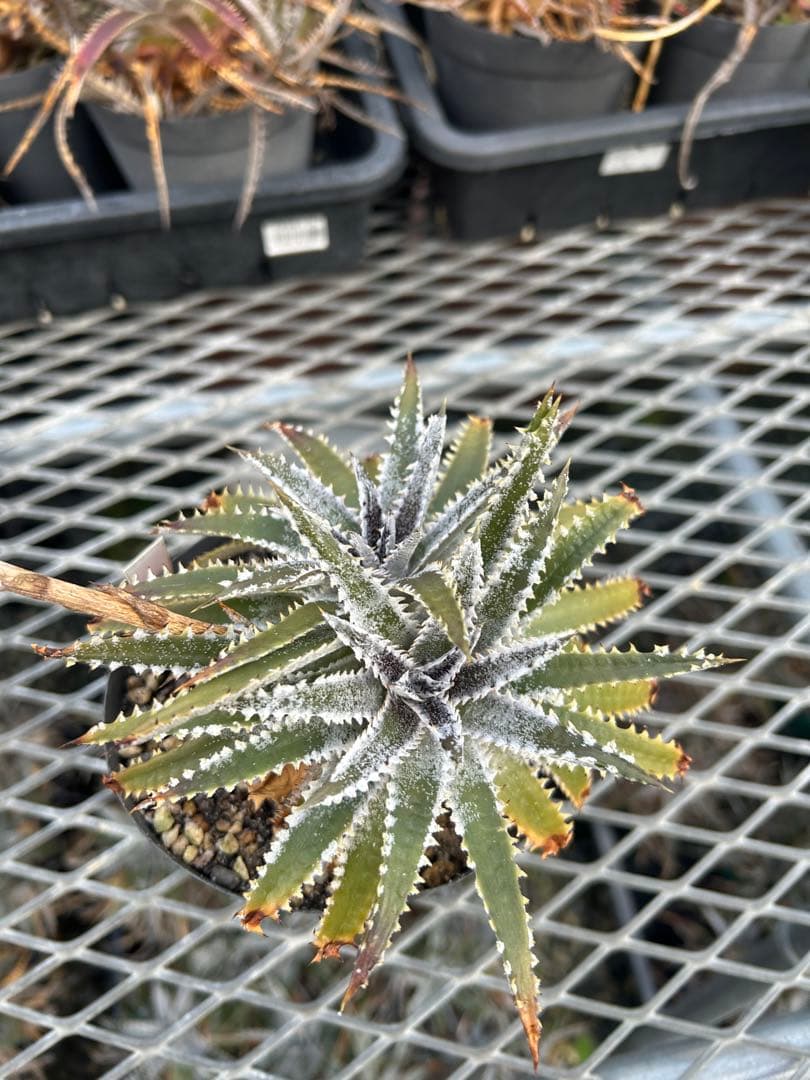 DBディッキア Dyckia Bill Baker hyb #216 ⑴