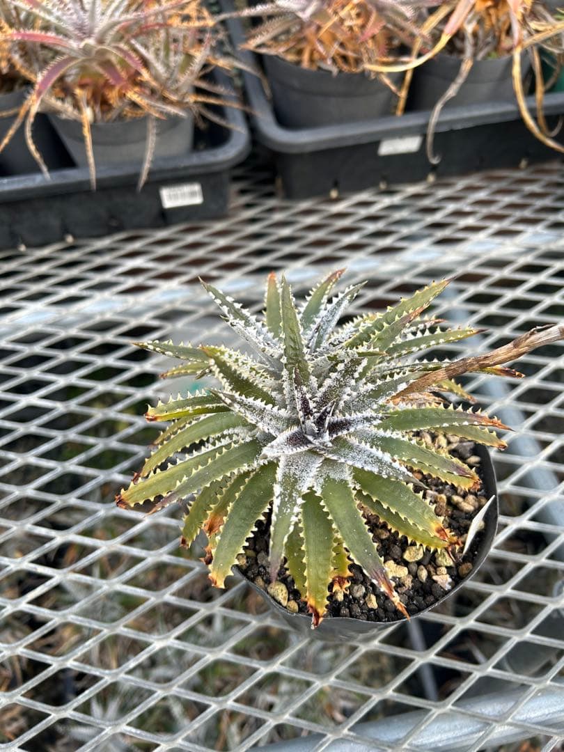 DBディッキア Dyckia Bill Baker hyb #216 ⑴