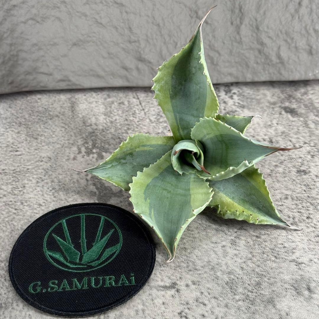 【アガベ オバティフォリア“オルカ”】地植え/-18℃まで/極上　L2