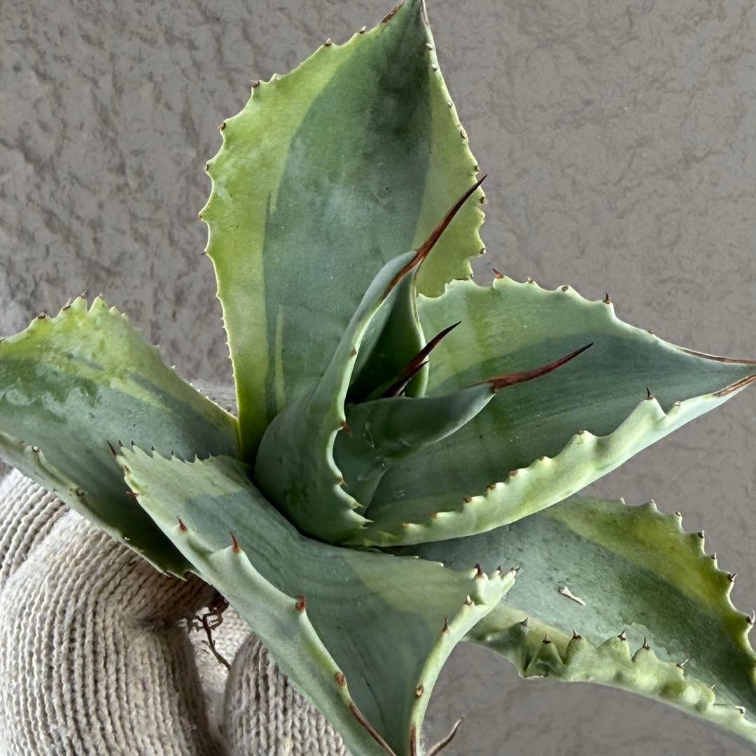 【アガベ オバティフォリア“オルカ”】地植え/-18℃まで/極上　L2